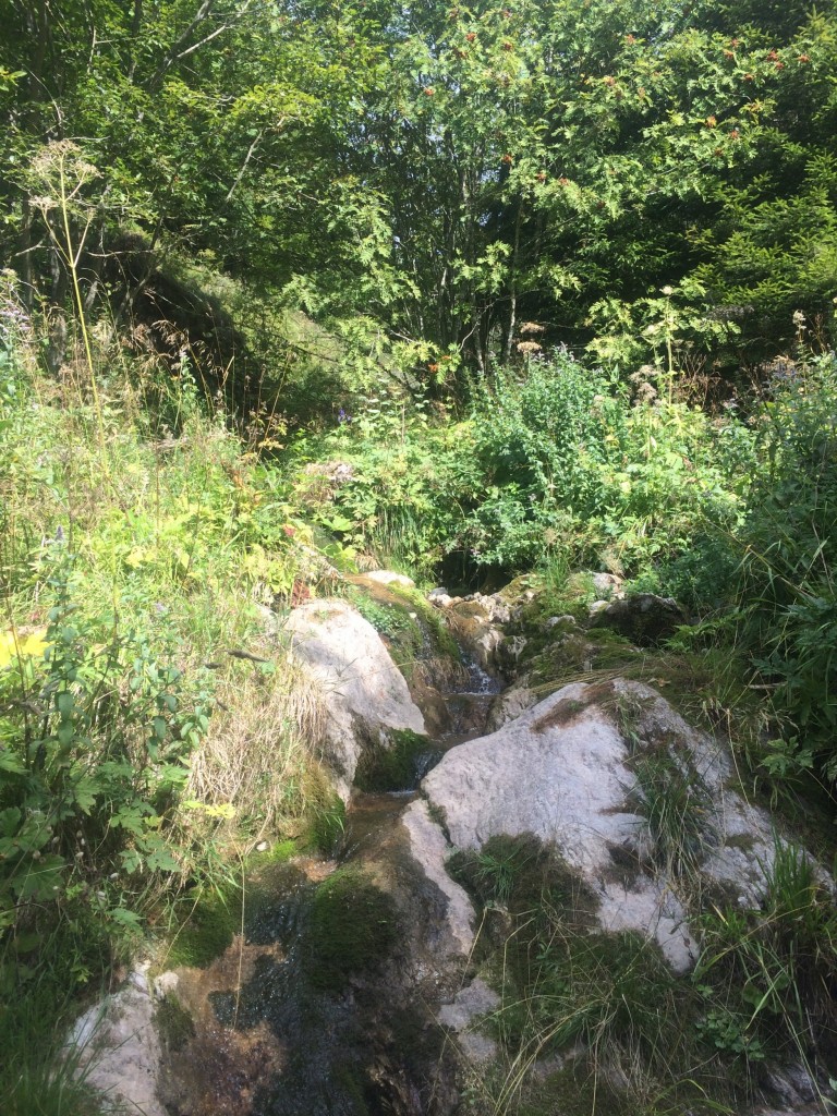 Bernex. Balade en forêt au pied de la dent d'Oche avec un fort dénivelé d'arbres morts, ronces et orties, l'aventure. Observation : un lièvre.